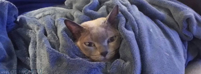 Кот завернутый в одеяло чтобы ему было тепло
