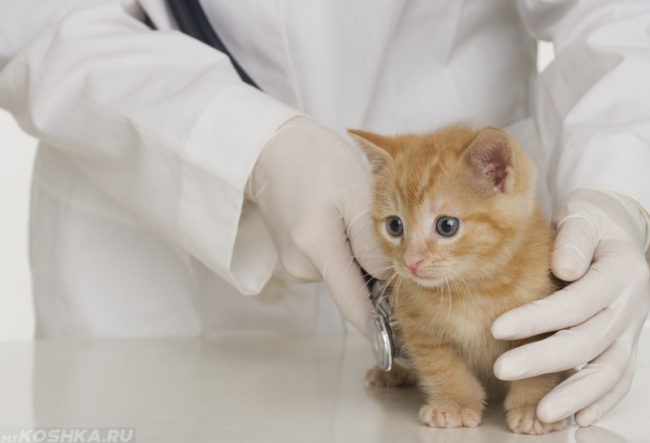 Ветеринар в белых перчатках слушает стетоскопом рыжего котенка