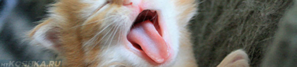 Не приятный запах изо рта котёнка