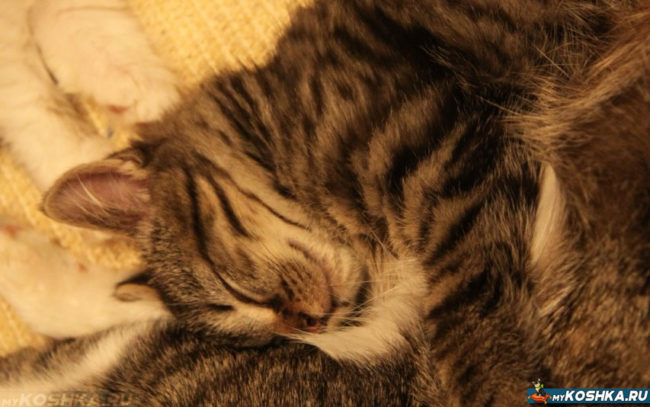 Полосатый котёнок мирно спит