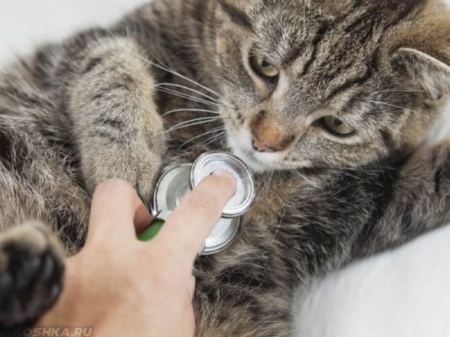 Кошка на осмотре молочных желёз и подозрением на мастопатию