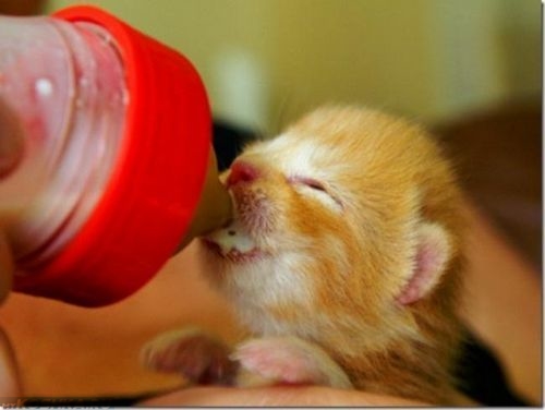 Маленький рыжий котёнок кушает смесь из бутылочки