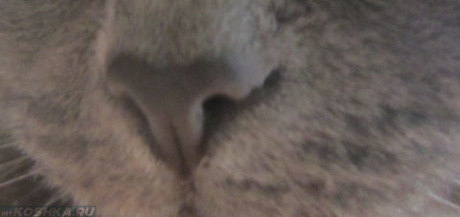 Сухой горячий нос британской кошки вблизи