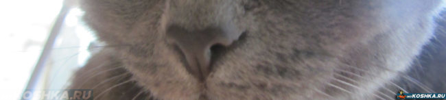 Сухой горячий нос британской кошки вблизи