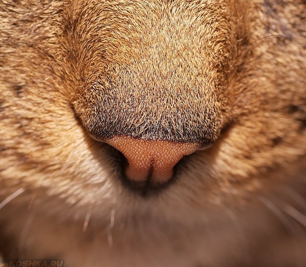 Крупный план носа здоровой кошки кошки