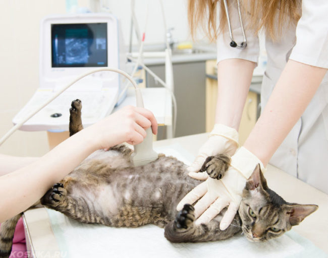 Серую полосатую кошку обследуют прибором на ветеринарном столе