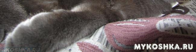 Осмотр передней лапы у кошки при хромате