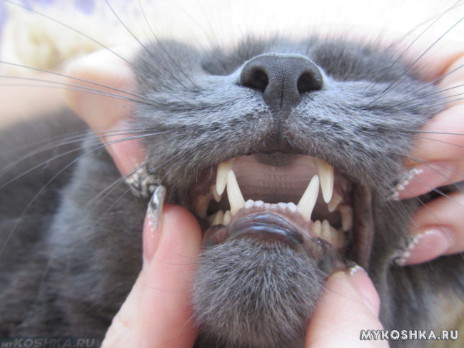 Осмотр полости рта у кошки