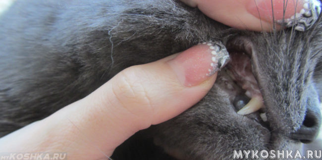 Осмотр полости рта на наличие зубного камня у кошки