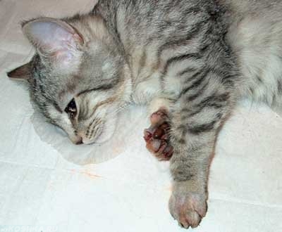 Кошка после операции по удалению когтей