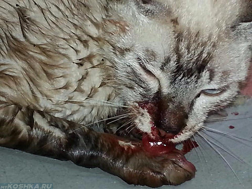 Открытый перелом лапы у кошки с кровотечением