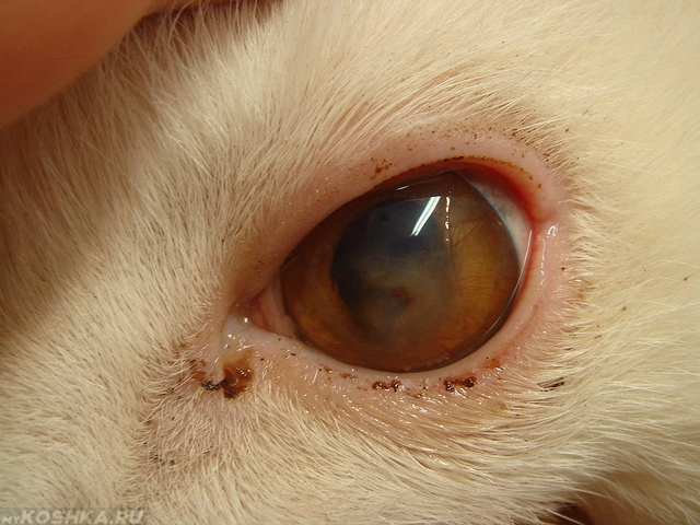 Паренхиматозный конъюктивит заболевание глаза у кошки