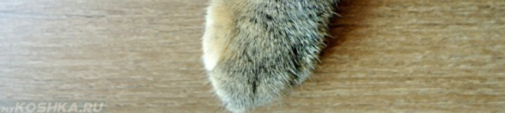 Передняя лапа у кошки подушечки