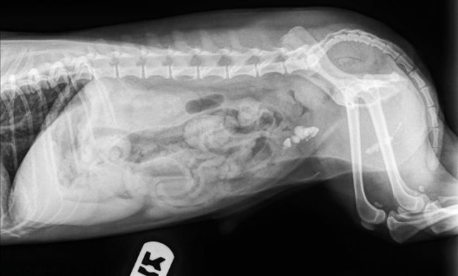 Снимок рентген органов дыхания у кошки