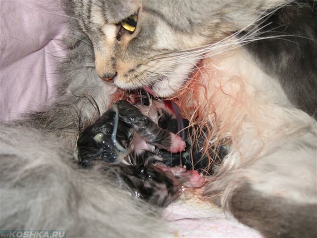 Кошка вылизывает котёнка при родах