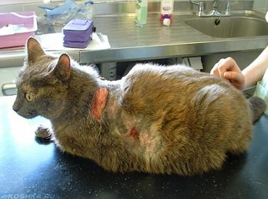 Выпадение шерсти клоками у кошки и синдром Кушинга