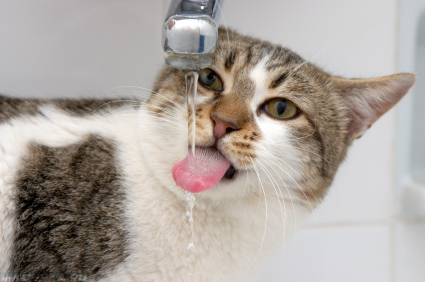 Кошка пьёт сырую воду