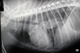 Рентгенограмма кошки больной пневмонией