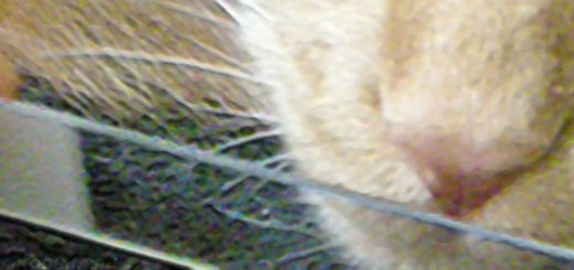 Ветеринар берёт соскоб с носа кошки с насморком