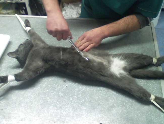 Операция по стерилизации серой кошки на столе у ветеринара