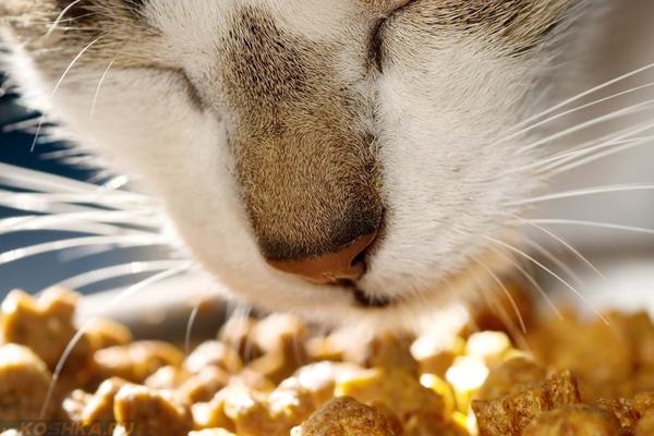 Кошка с удовольствием ест сухой корм