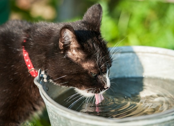 Кошка пьёт воду при длительном пребывании на улице от теплового удара