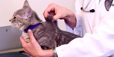 Тесты на эластичность кожи у кошки при обезвоживании организма