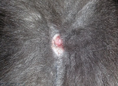 Травма ануса у кошки