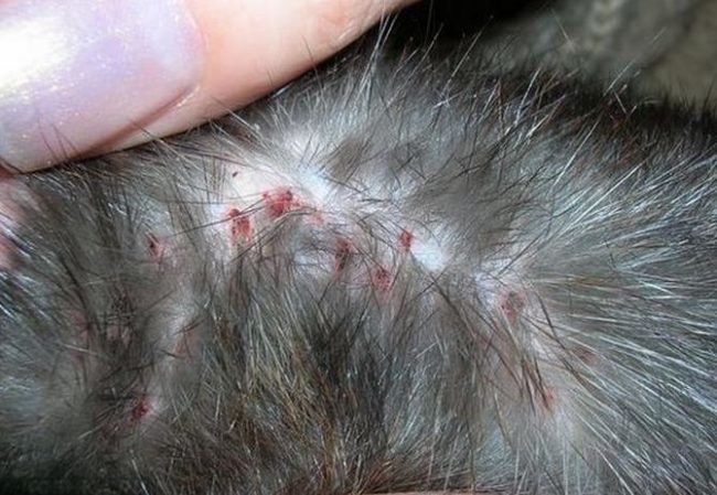 Серый пушистый кот с симптомами демодекоза