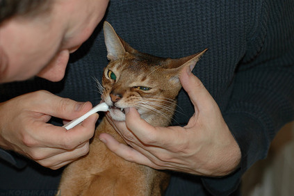 Удаление зубного камня у кота при помощи щётки