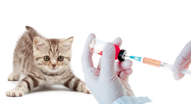 Ветеринар делает процедуру вакцинации серому полосатому котенку