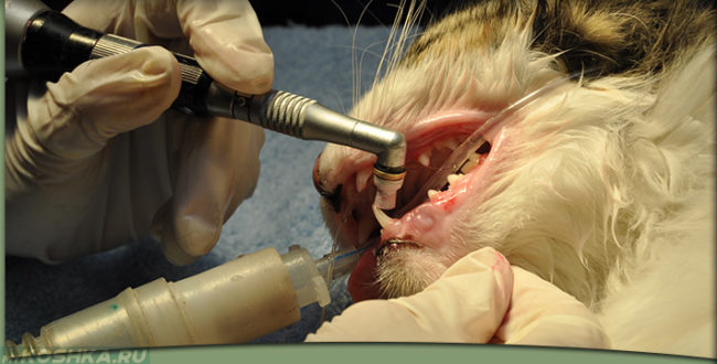 Ветеринар стоматолог лечит зубы у пушистого кота 