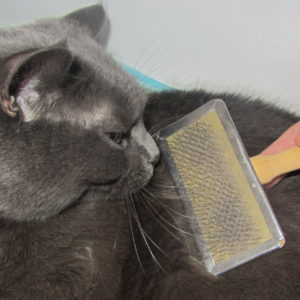 Чтобы кошка не рыгала необходимо вычёсывать до такого состояния расчёски