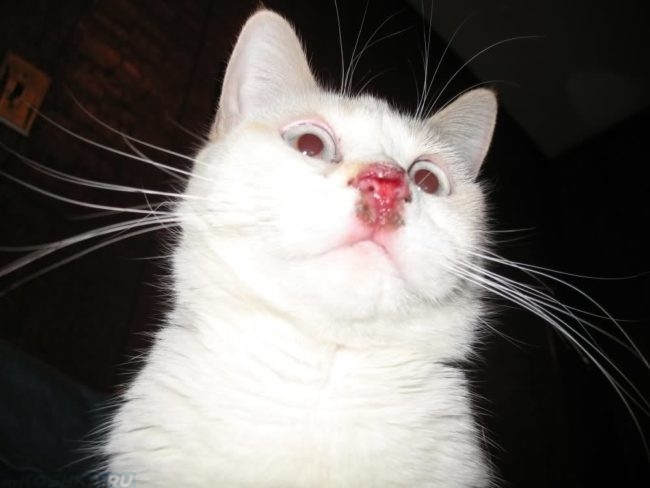 Коричневые выделения из носа у белой пушистой кошки гнойный ринит
