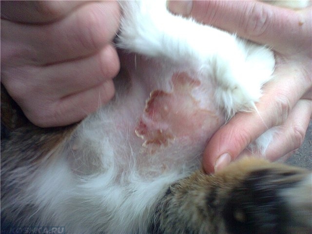 Большой очаг выпадения шерсти у кошки