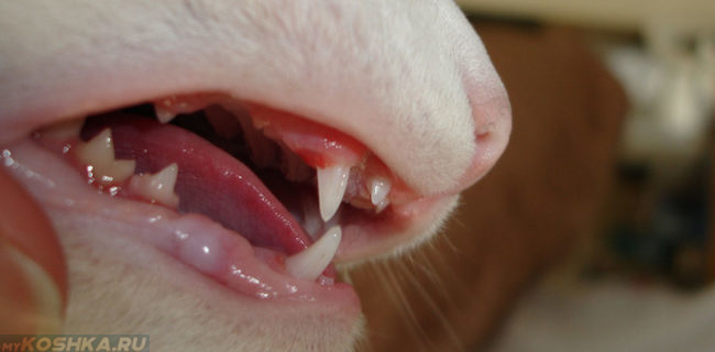 Все молочные зубы выпали у кошки