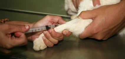 Забор крови у кошки для биохимического анализа