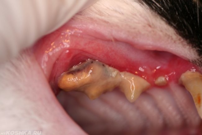 Желтые зубы как симптом гингивита у кота 