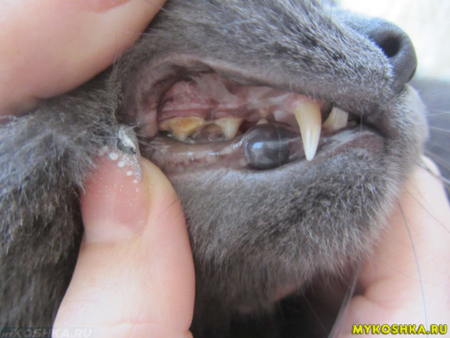 Зубы британской кошки вблизи