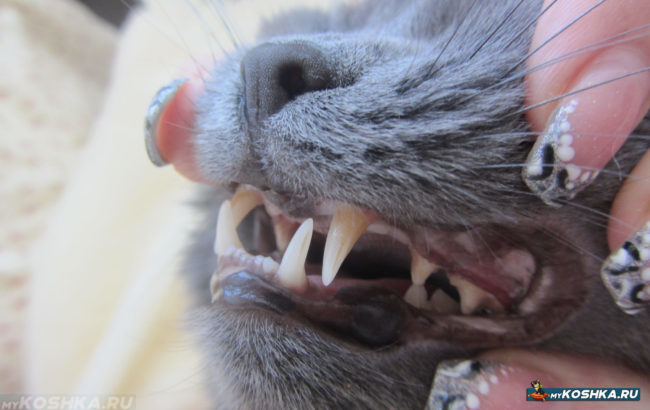 Зубы взрослой британской кошки 7 лет