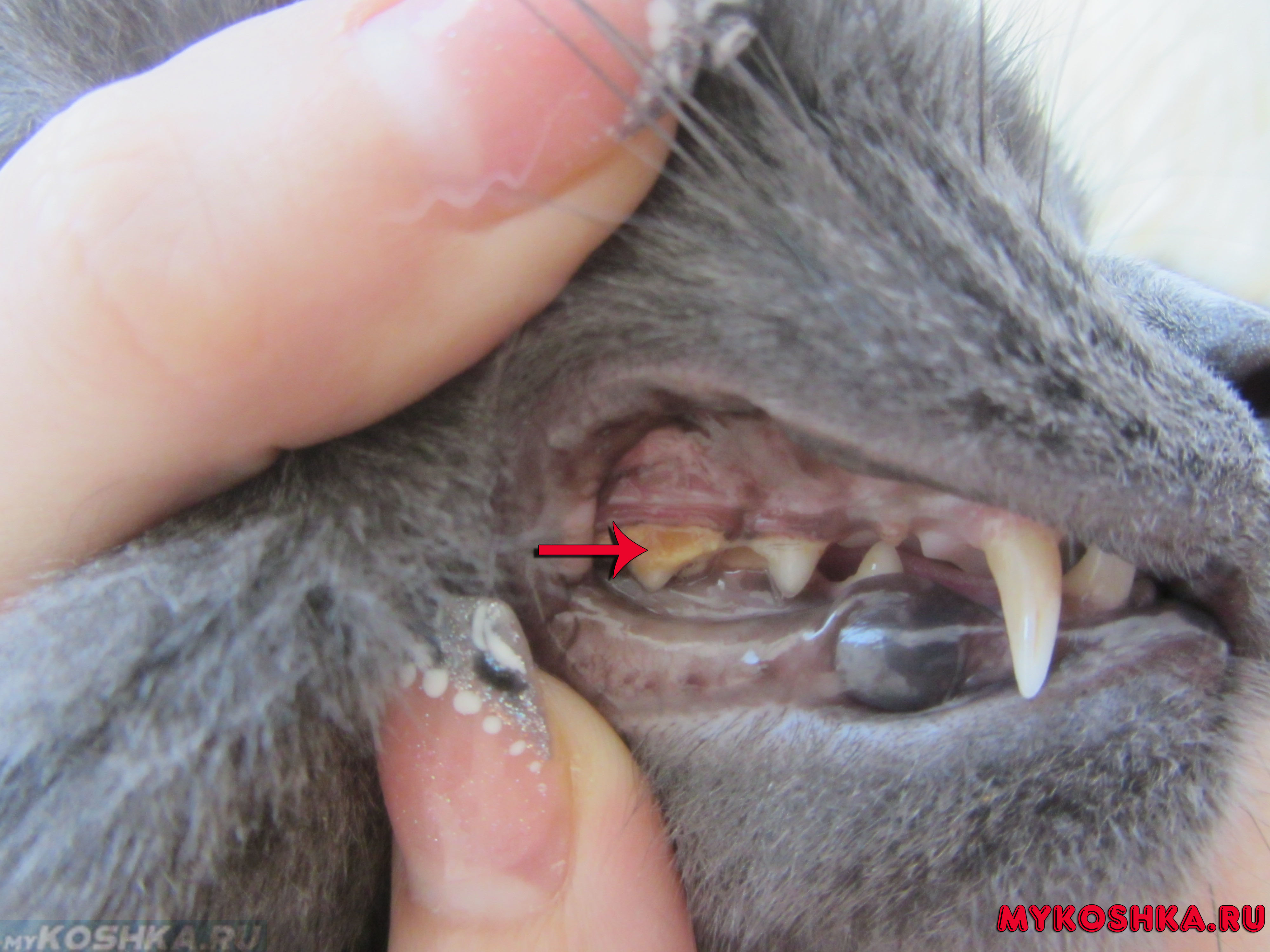 Кошка во время еды скрипит зубами как-будто что-то жуёт, что делать?