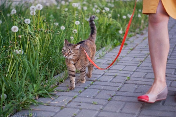 Кошку выгуливают на поводке