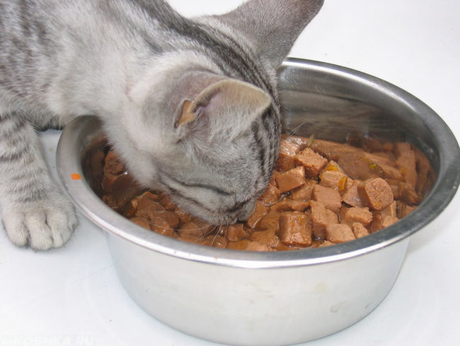 Серый кот ест влажный корм из миски
