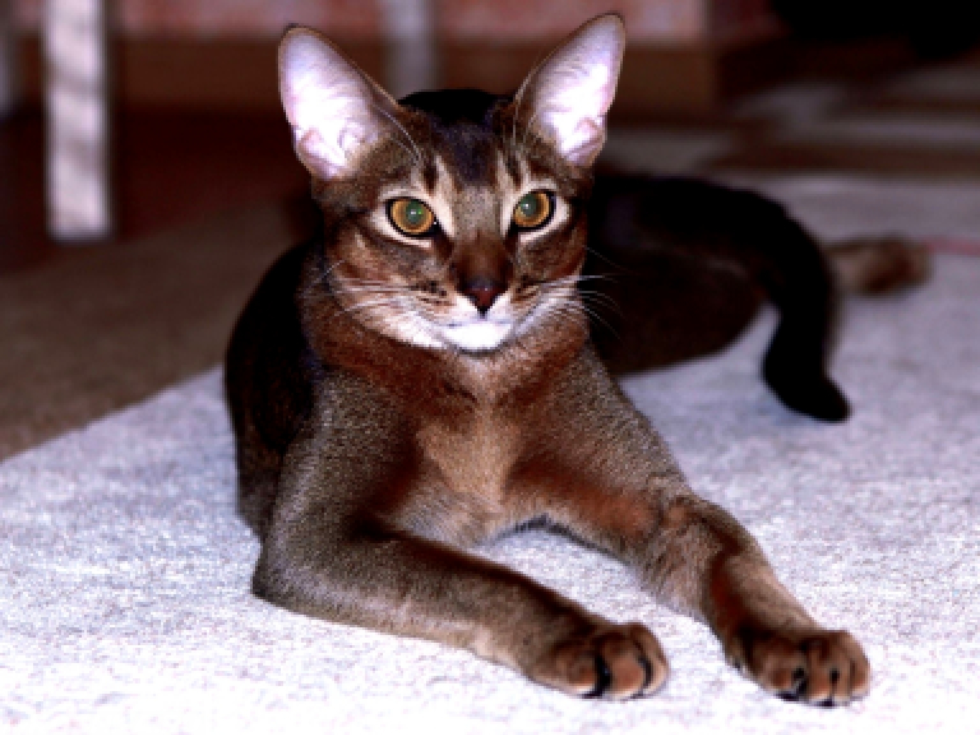 абиссинская кошка размер