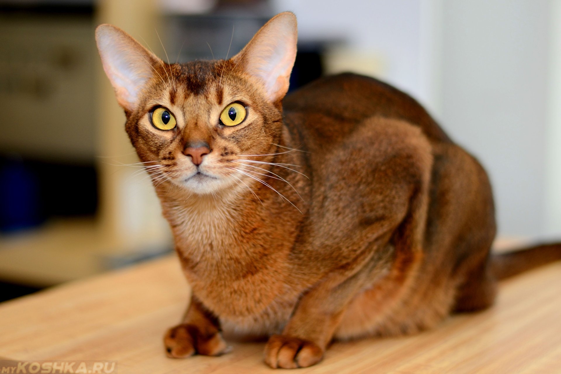 Породы кошек с большими ушами с фотографиями и названиями пород