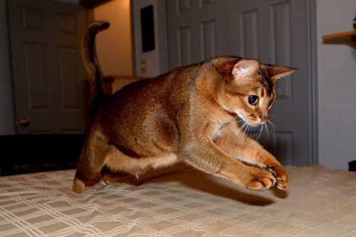 Абиссинская кошка в прыжке