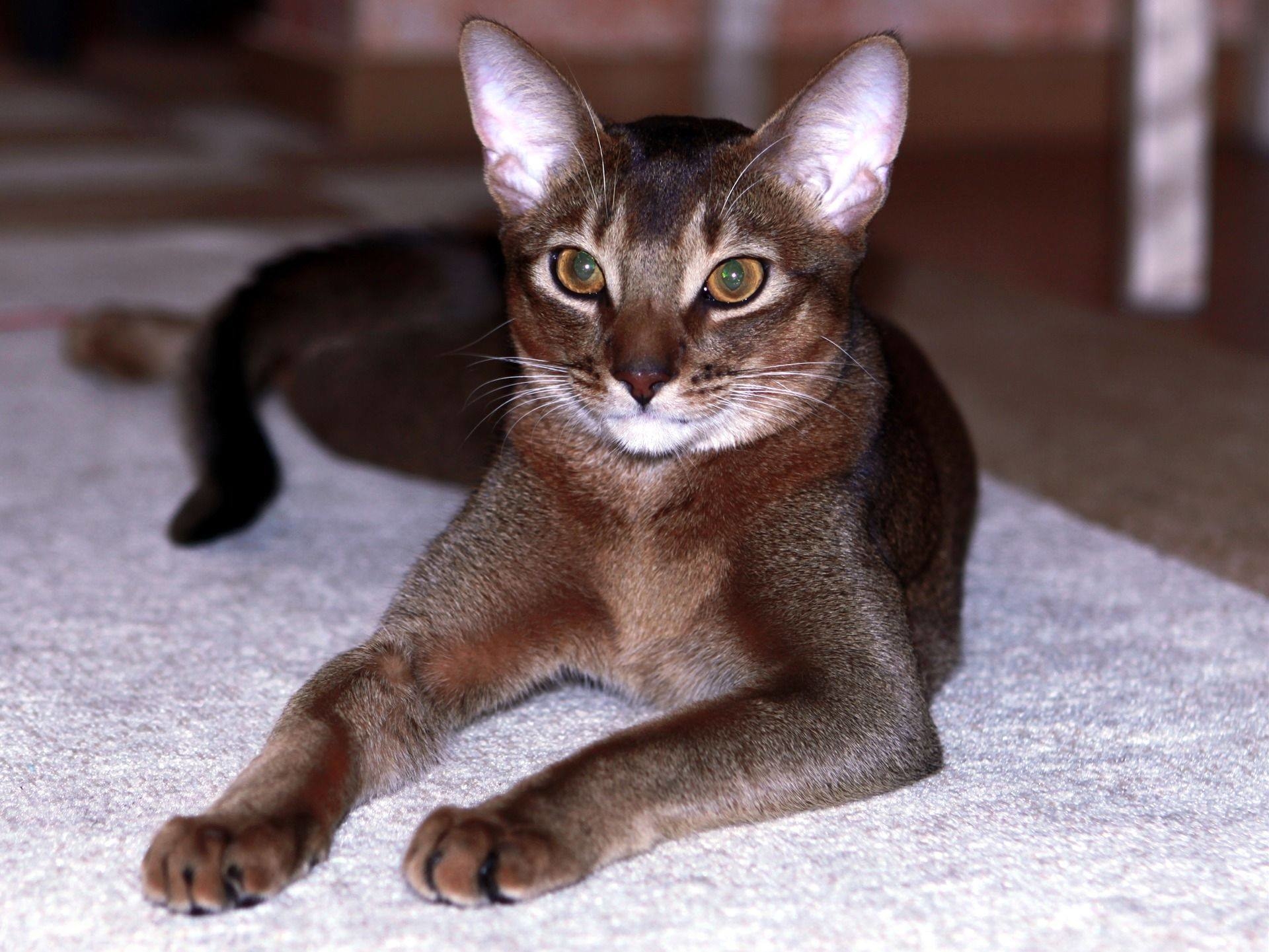 Абессинская. Абиссинская кошка. Абиссинская кошка породы кошек. Чаузи кошка ф1. Абиссинская кошка абиссинка.