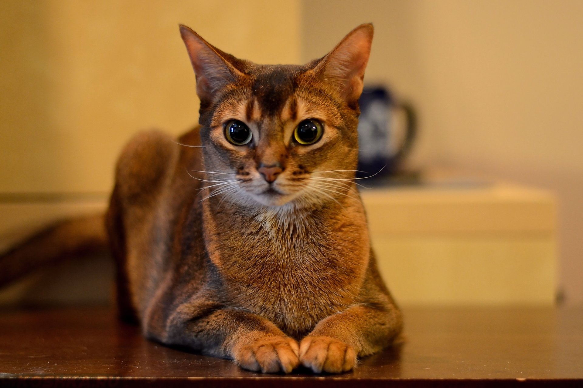 Порода кошек 7. Абиссинская кошка. Кот породы абиссинец. Египетская кошка Абиссинская. Абиссинские котята.