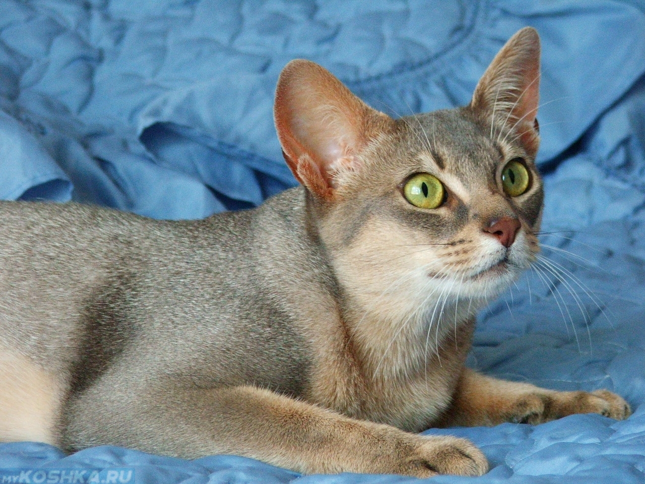 Абиссинская кошка сколько живут. Абиссинская кошка голубая. Абиссинская кошка голубого окраса. Абиссинская кошка серая. Абиссинская кошка фавн голубой.