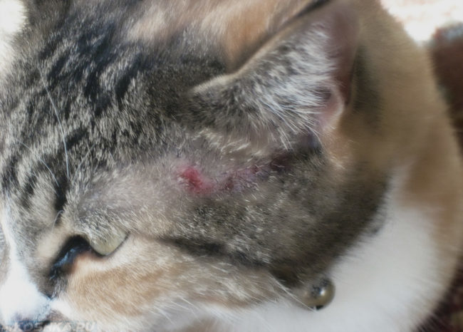 Аллергия на голове у серого полосатого кота